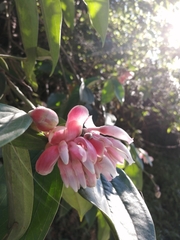 Cavendishia pubescens