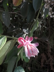 Cavendishia pubescens