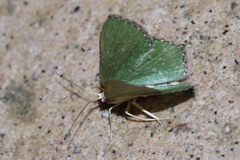 Hemithea tritonaria
