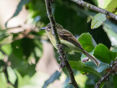Large-Headed Flatbill photo 2
