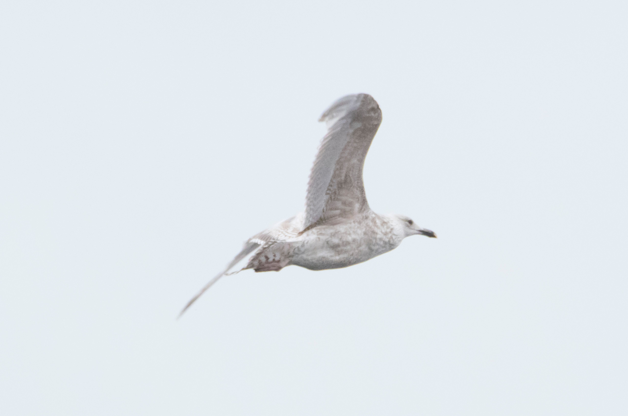 Herring Gull X Glaucous Gull photo 3