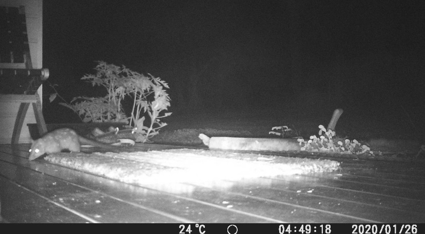 Native Quoll Vanishes from Park as Cane Toads Ravage Ecosystem