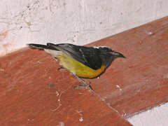 Coereba flaveola bartholemica