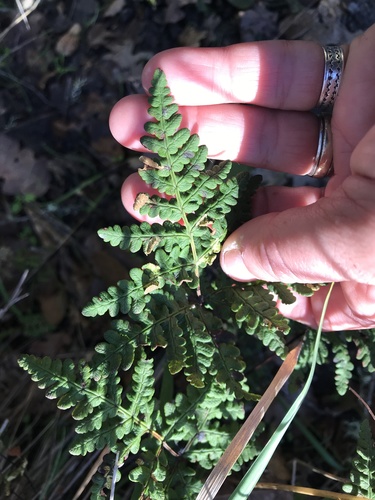 iNaturalist observation photo of goldback fern