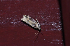 Dudua hemigrapta