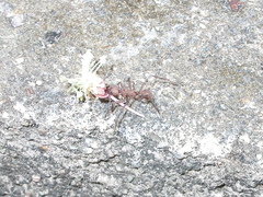 Acromyrmex octospinosus