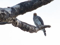 Rupornis magnirostris