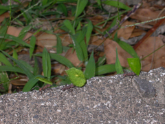 Acromyrmex octospinosus