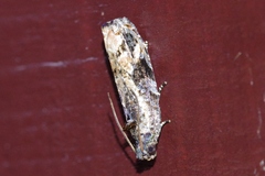 Dudua hemigrapta