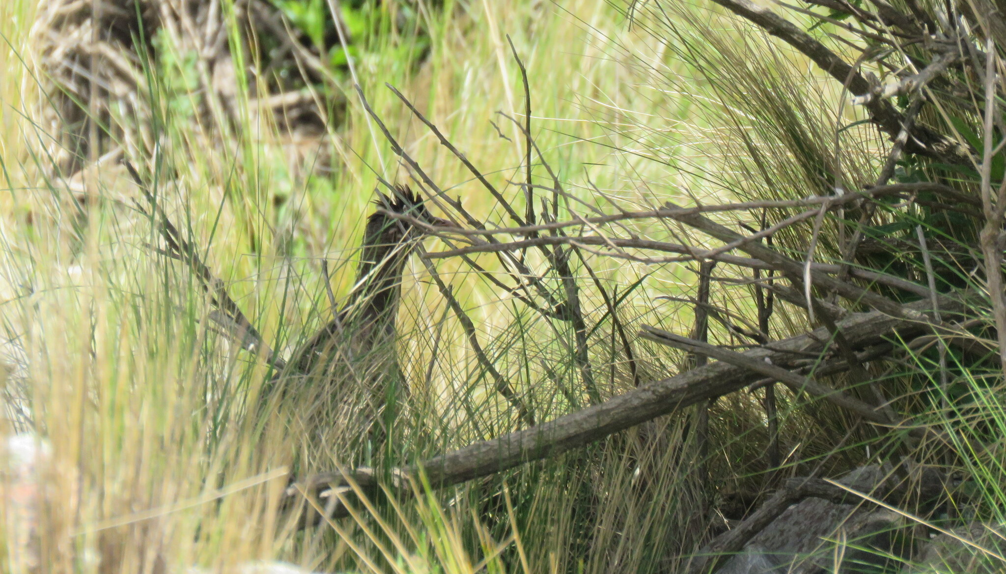 Andean Tinamou (Nothoprocta pentlandii), photo 6