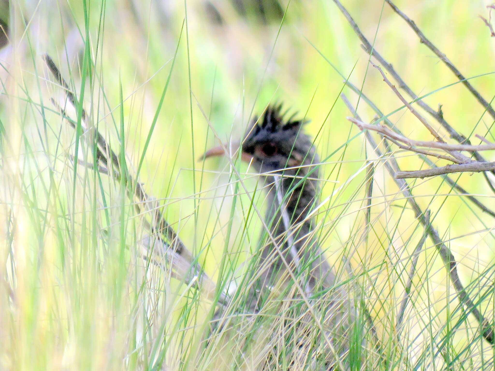 Andean Tinamou (Nothoprocta pentlandii), photo 7