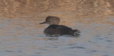 Hooded Merganser