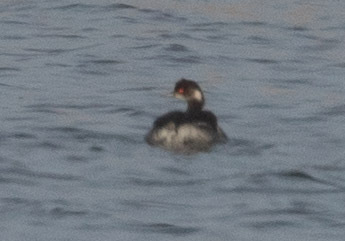 Eared Grebe