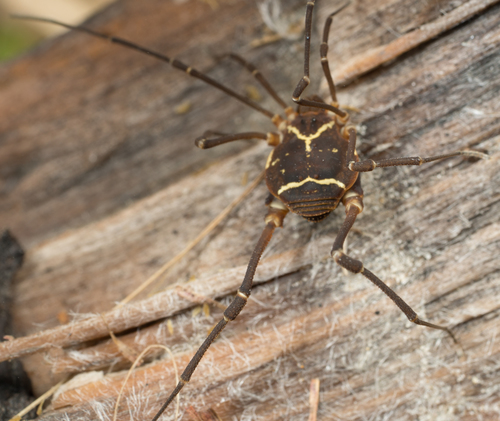 Cosmetidae