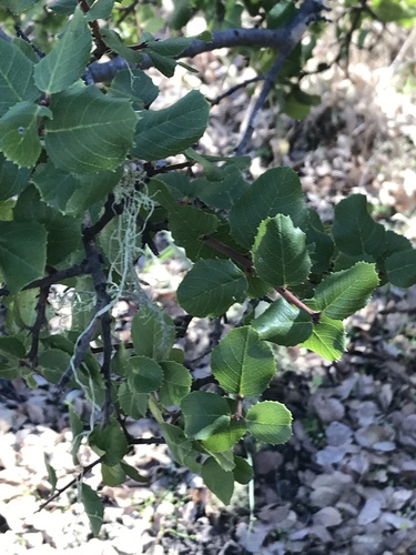 iNaturalist observation photo of hollyleaf redberry