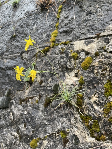 Leak-leaved hawkweed (Hieracium porrifolium)