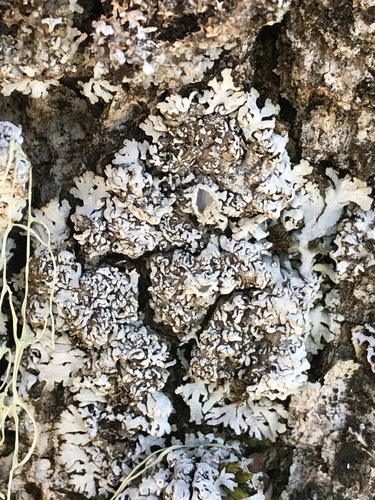 iNaturalist observation photo of rosette lichens