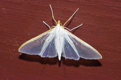 Palpita nigropunctalis