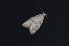 Nola thyrophora