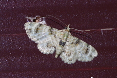 Gymnoscelis admixtaria