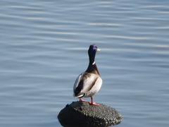 Anas platyrhynchos