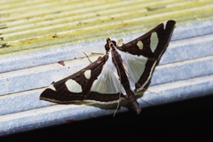 Glyphodes actorionalis