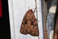 Feliniopsis indistans