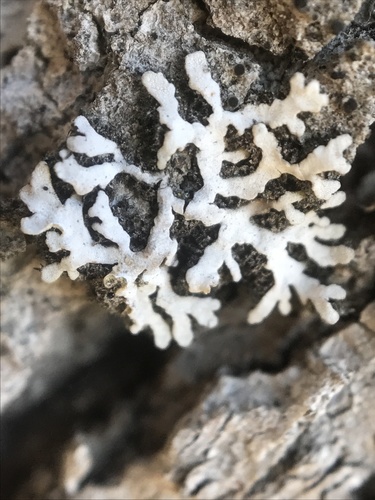 iNaturalist observation photo of shield lichens and allies