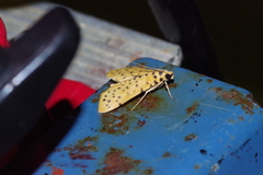 Conogethes punctiferalis