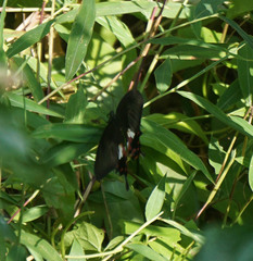 Papilio polytes romulus