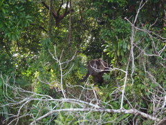 Elephas maximus borneensis