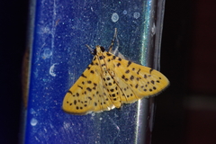 Conogethes punctiferalis