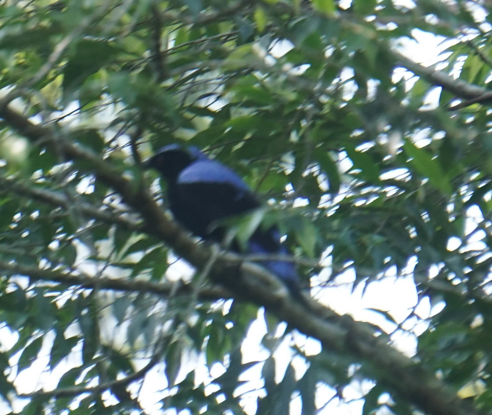 Asian Fairy-bluebird