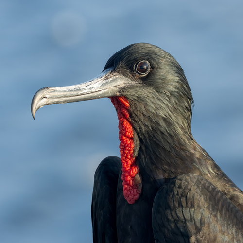 Rabihorcado magnífico (Fregata magnificens)
