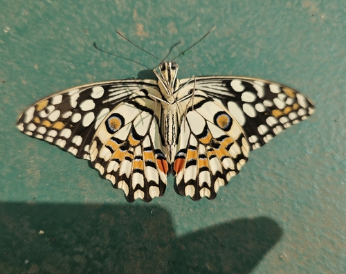 Lime Swallowtail