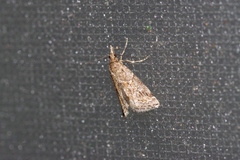 Microchilo inexpectellus