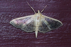 Herpetogramma yaeyamense