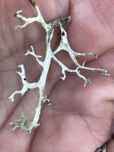 iNaturalist observation photo of Oakmoss