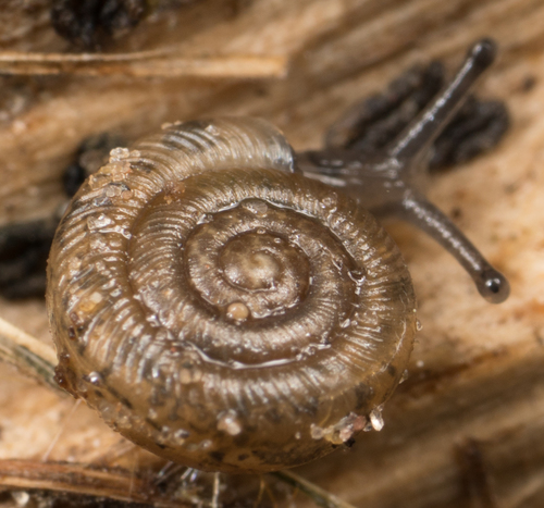 Polygyra cereolus