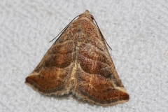 Eublemma baccalix