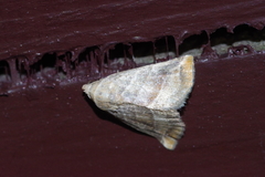 Eublemma baccalix