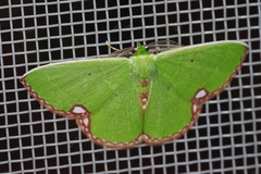 Comibaena procumbaria