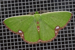 Comibaena procumbaria