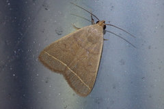 Simplicia cornicalis