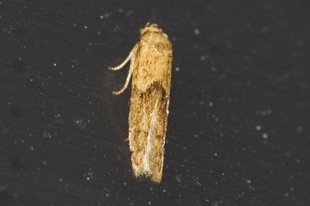 Lateantenna