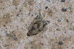 Neocalyptis affinisana