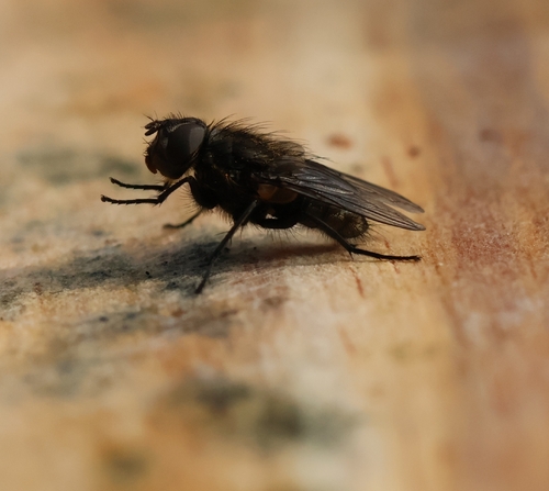 Unknown species found near Walnut Cove, NC 27052, USA