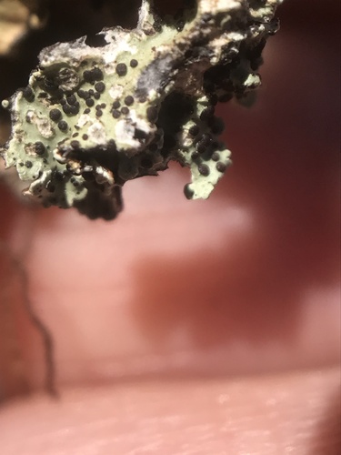 iNaturalist observation photo of Fungi Including Lichens