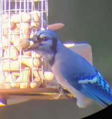 Cyanocitta cristata