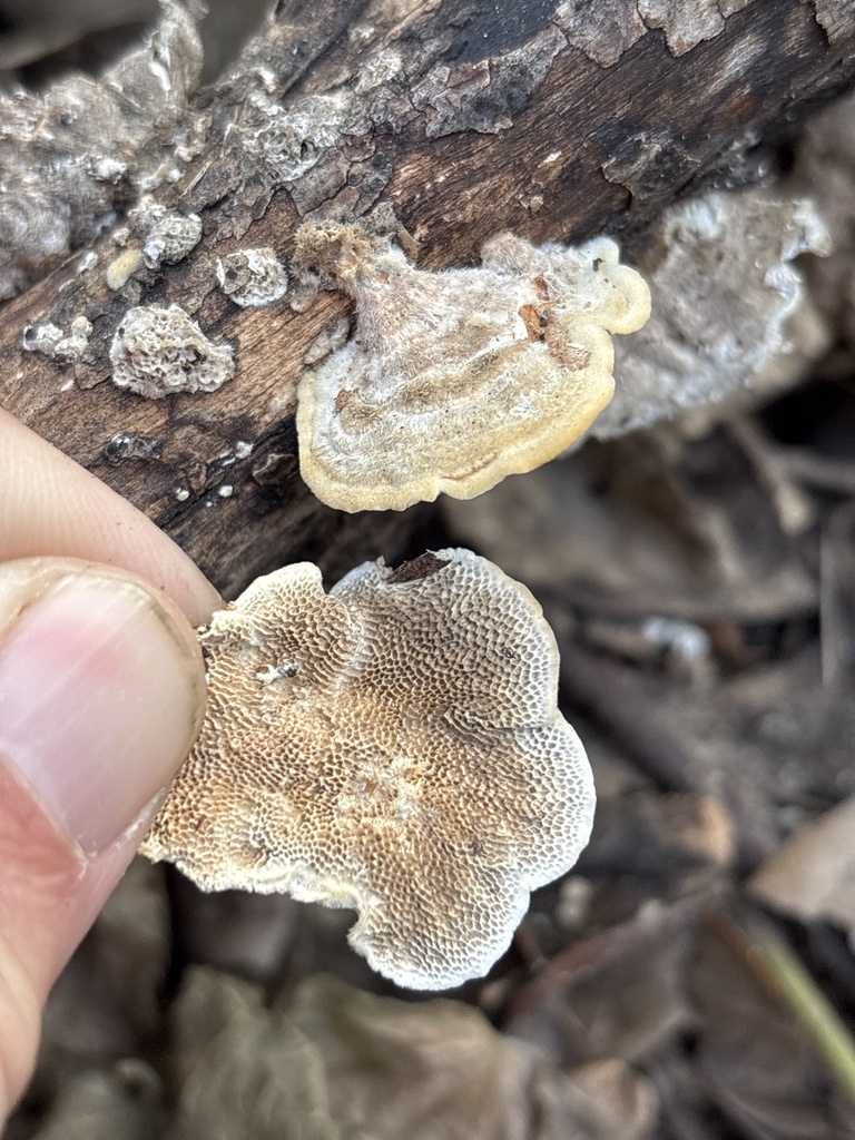 Trametes villosa · December 2025 · photo: © sambiology (iNaturalist, cc-by)
